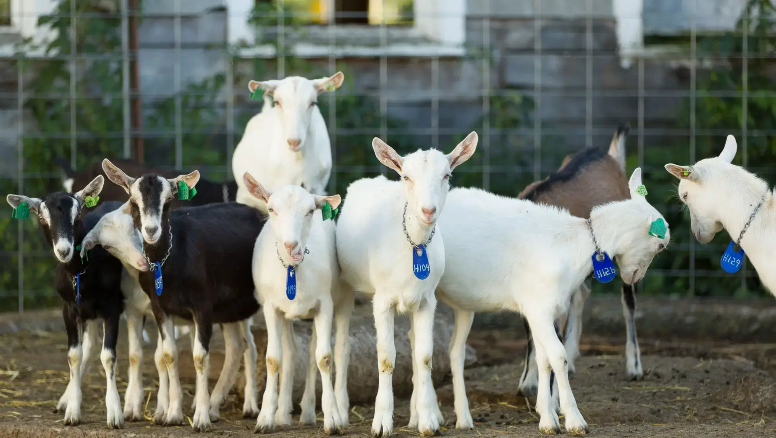 Vermont Creamery Black and White Goats