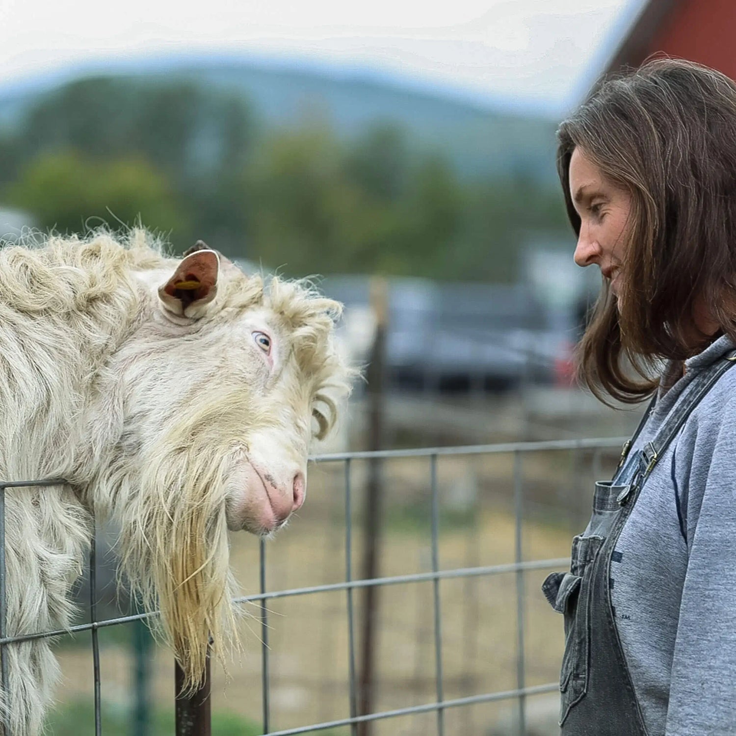 Vermont Creamery Goat