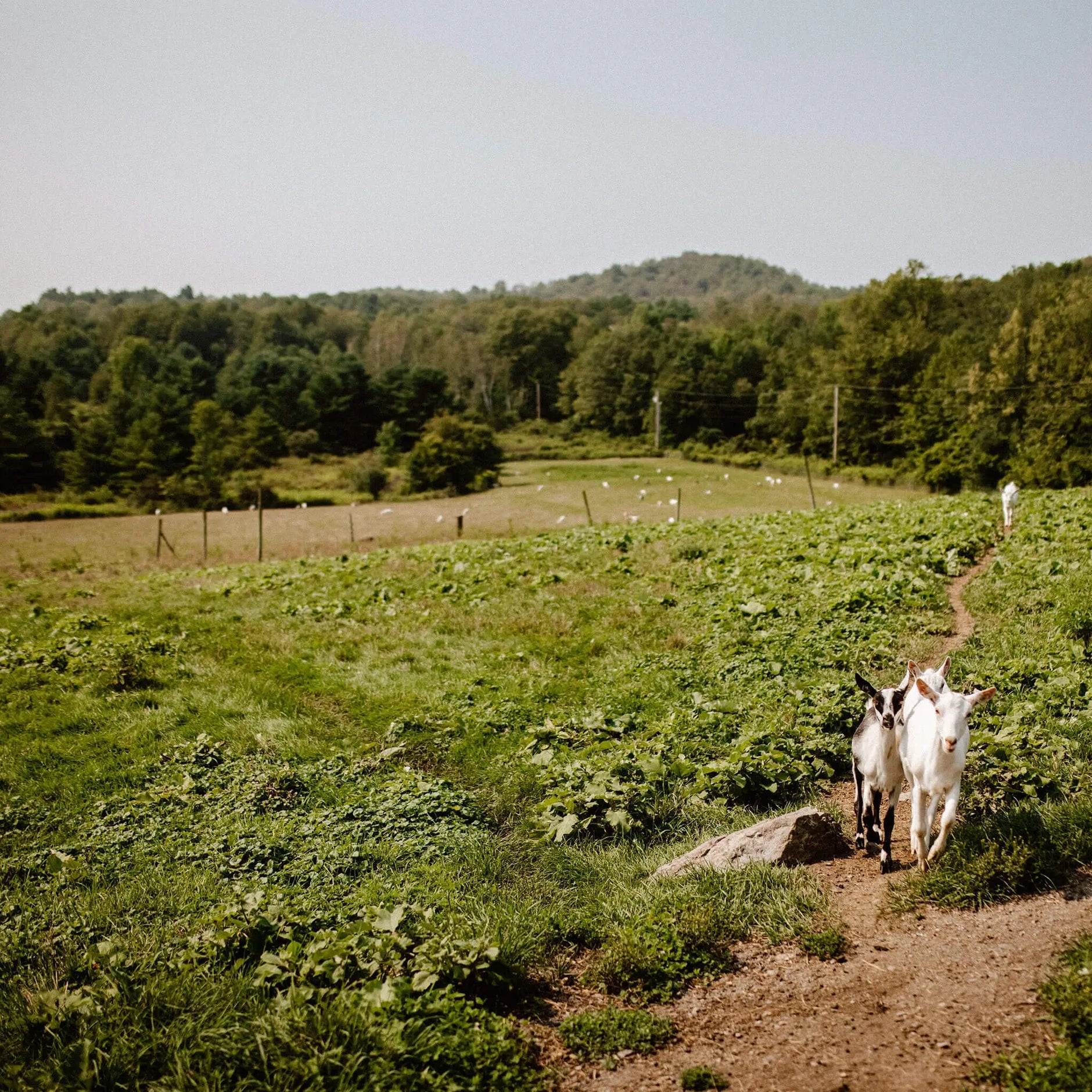 Vermont Creamery Goats