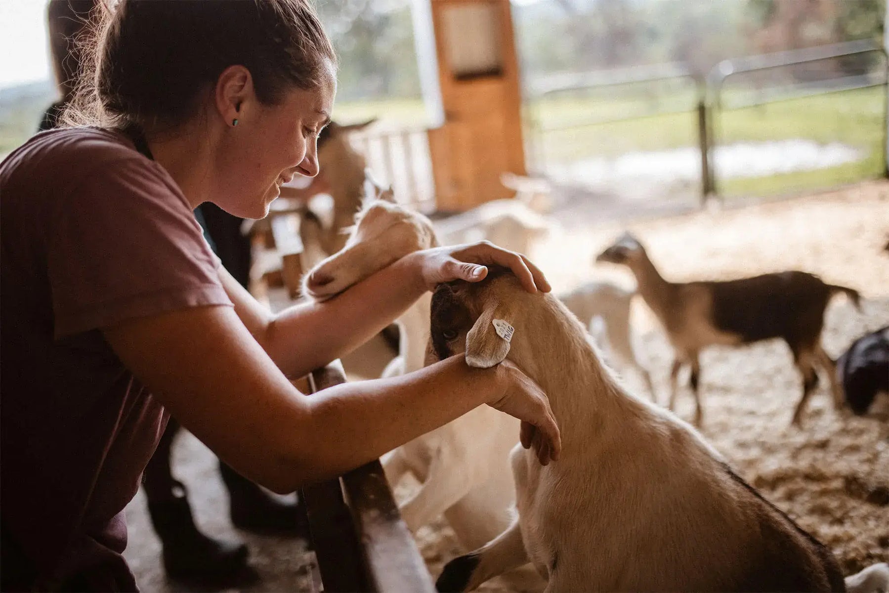 Vermont Creamery Tups Crossing Goats