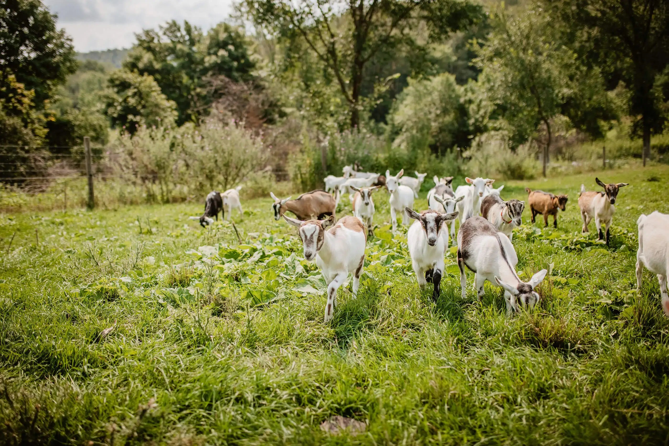 Vermont Creamery White and Tan Goats
