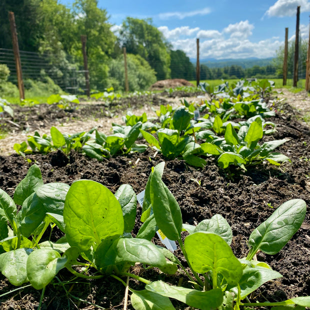 How to Eat for a Healthier Planet