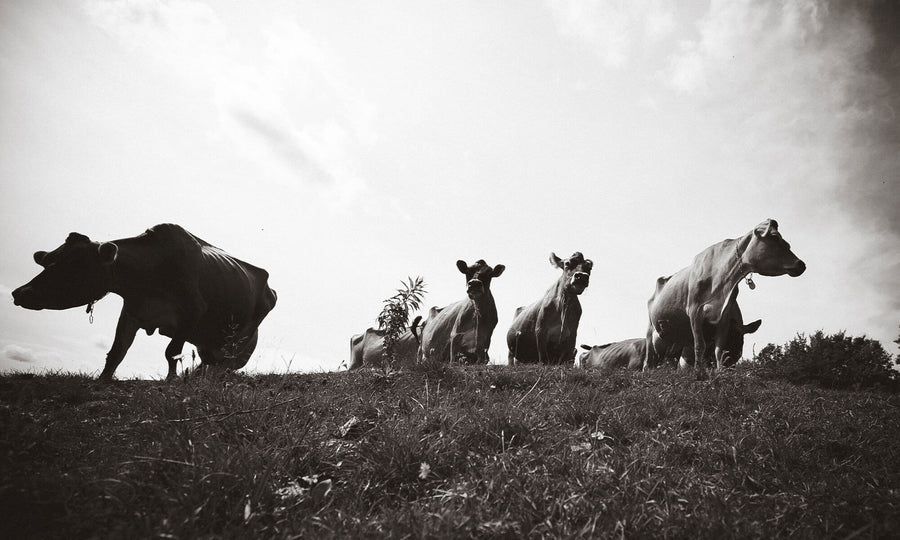 Checking in with Lucinda Scala Quinn