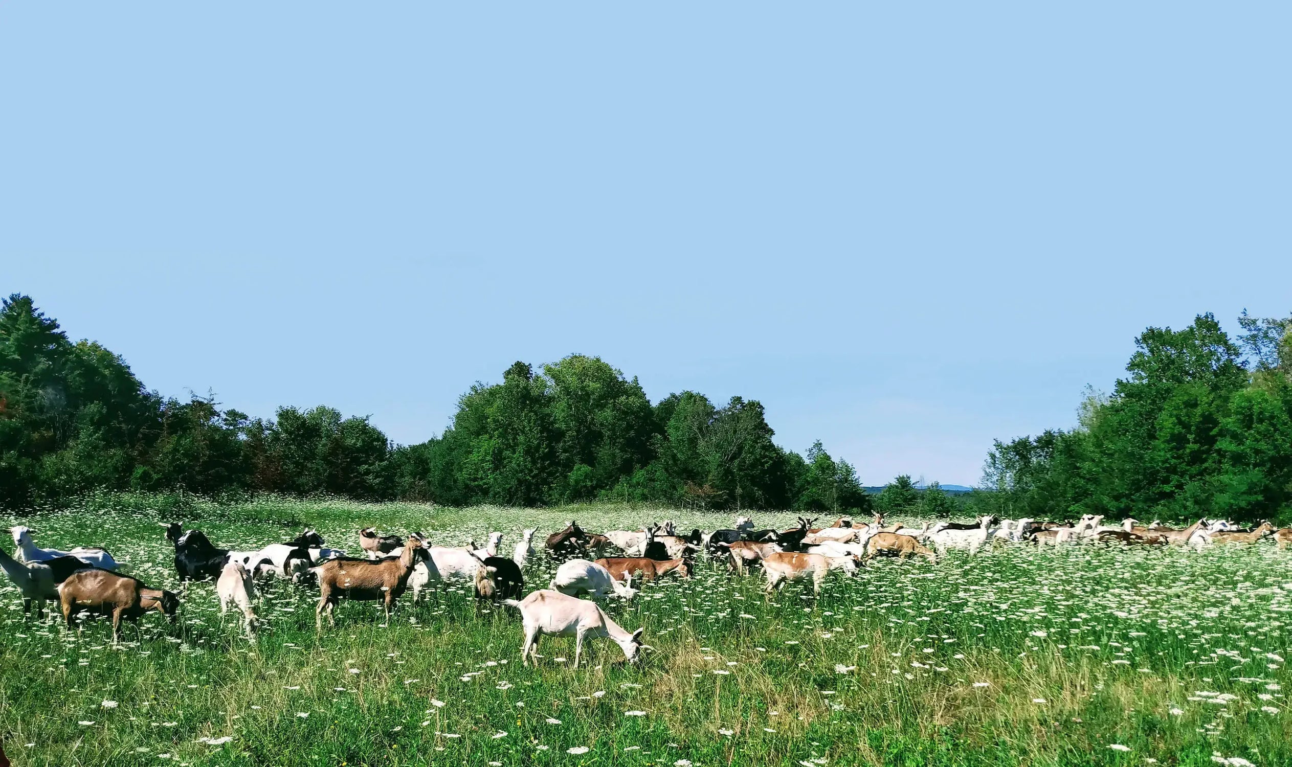 Vermont Creamery Buy Online or Find in Stores