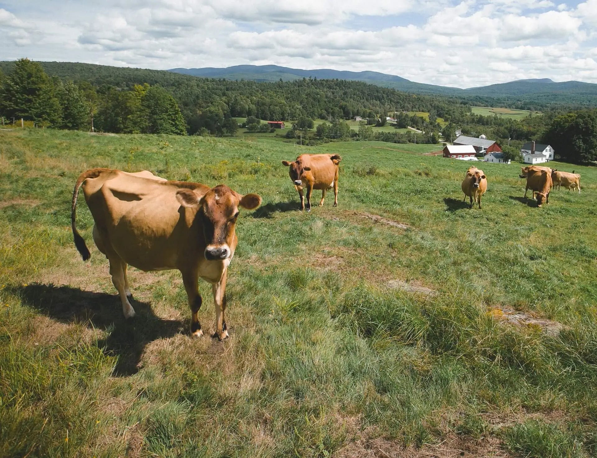 Vermont Creamery Cows