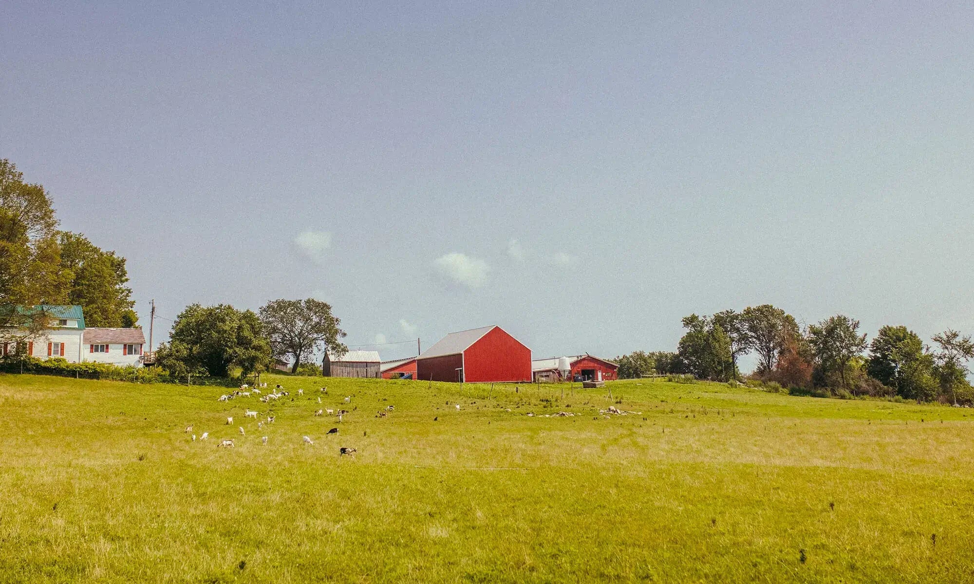 Vermont Creamery Farm Land with Red Barn in Background