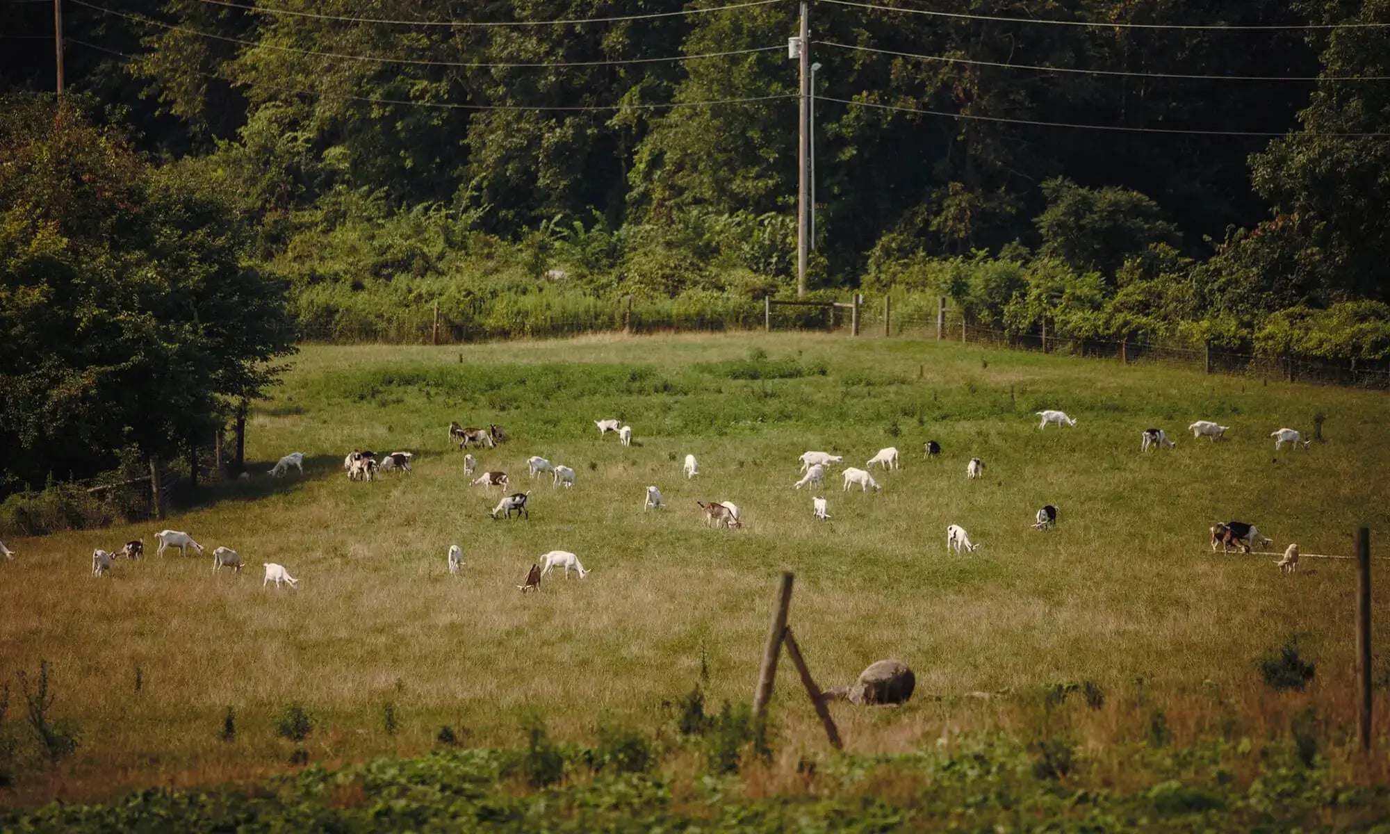 Vermont Creamery Farms