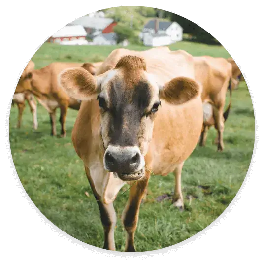 Vermont Creamery Tan Cow